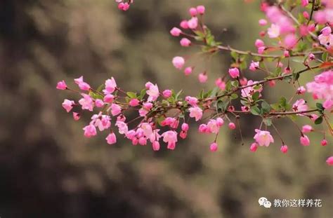 門前種什麼樹|門前種5種樹，鎮宅安家最養人，開花結果好運來！